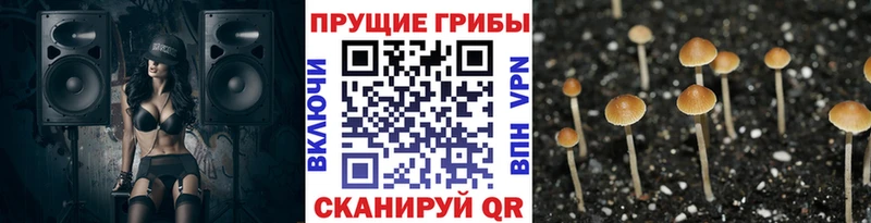 Псилоцибиновые грибы Psilocybine cubensis  Керчь 
